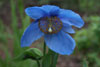 meconopsis x shelkdonii Lingholm - 4